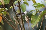 White-headed Wren